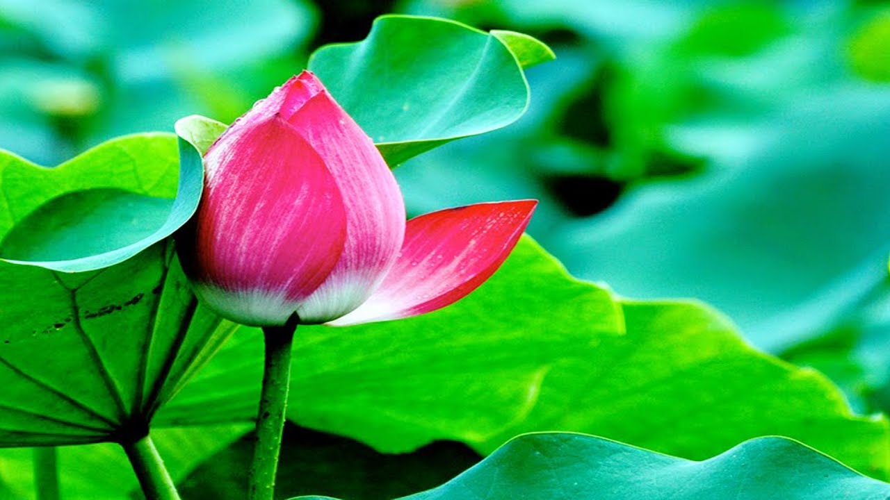 Hát chèo BẾN NHÀ RỒNG SL Hưng Thiên Huy, TB Hoa Anh Đào