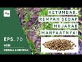 MANFAAT KETUMBAR UNTUK KESEHATAN - HERBAL REMPAH INDONESIA #70