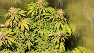 Orange Juice, Sensi #741's, Green Gelato & Royal Gorilla Update #11