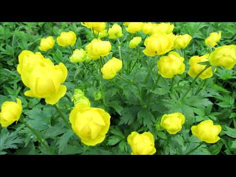 Купальница в саду: выращивание и уход