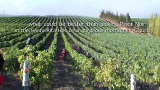Clos Pepe Winery, a foggy August morning in Santa Rita Hills