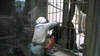チンパンジーのお食事会~Common Chimpanzee