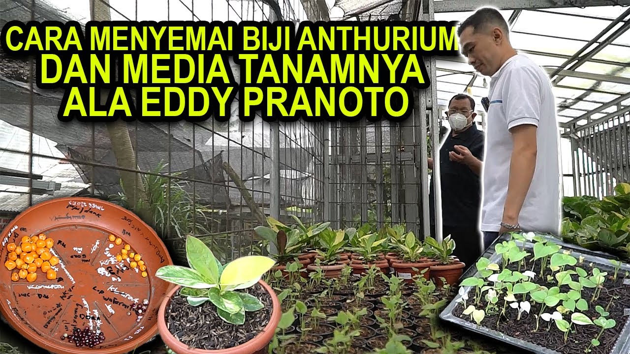 Посев семян антуриума и почвосмесь для получения хороших результатов по методу Эдди Праното