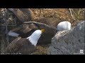 Captiva Eagle Cam ~ "Joe knows how to make Connie get up" 😃 ~ 12/10/2020