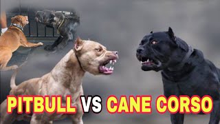 PITBULL VS CANE CORSO ‼️ UMUR 3 BULAN BERANI LAWAN FLOKI ‼️ SEMUA ANJING DISERANG