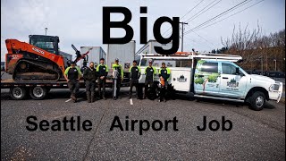 BIG Seattle Airport Job! Chopping down a bunch of trees with a skid steer.