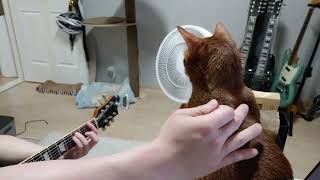 Petting Yum the Abyssinian while playing guitar
