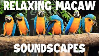 Relaxing Macaw Sounds with Gentle Meditation Music | Calming Parrot Ambience for Relaxation & Sleep screenshot 4