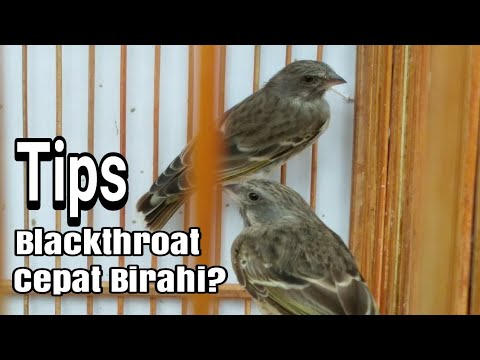 Download Cara Merawat Blackthroat Agar Cepat Birahi In Hd Mp4 3gp Codedfilm