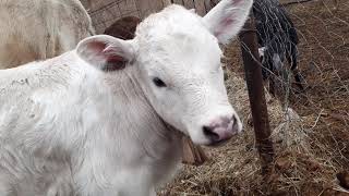 Как уберечь коров и коз от клещей.🐐🐮