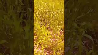 #سفرة كادر قناة osn العراق إلى الطبيعة لكن فجأاااة 😱 صار صدمة