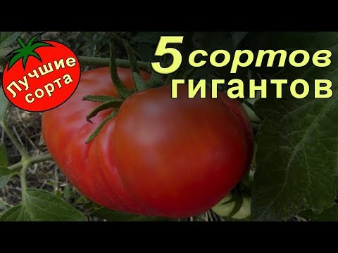 Урожайные семена томатов гигантов. (лучшие сорта томатов)