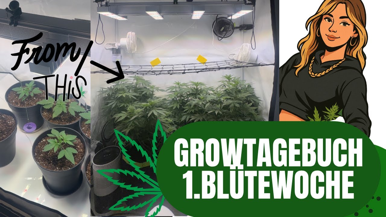 Endlich Blütezeit 😍 | Mein Growtagebuch von der Blüte bis Ernte 🌱