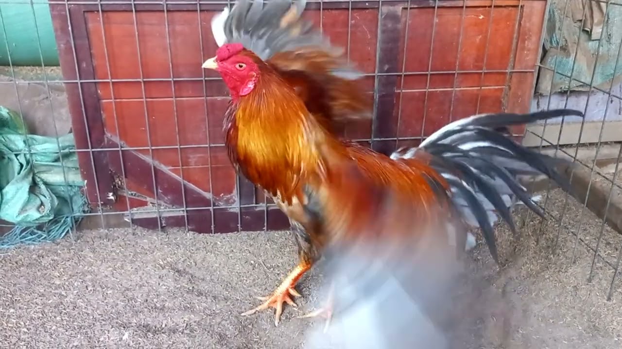 0901637956(22/2/2026). Ngày mới vui vẻ cùng những chú gà!❤️❤️❤️