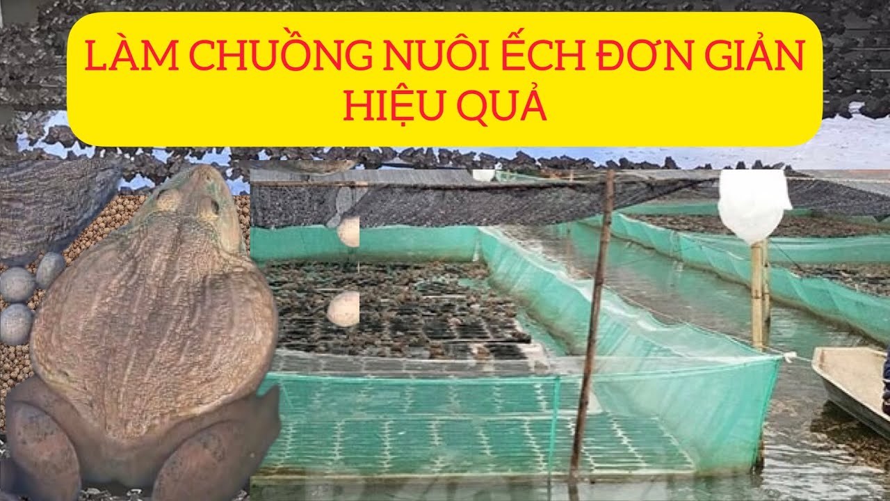 Hướng dẫn làm mô hình nuôi ếch đơn giản | Cách nuôi ếch con, thức ăn ...