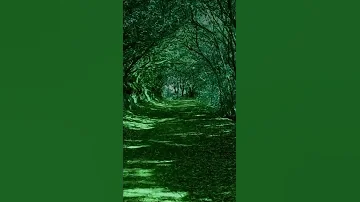 Beautiful Forest path with Bird Sound for Relaxation #shorts