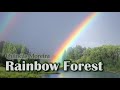 Quincas moreira  rainbow forest