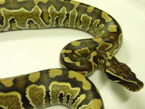 BLOOD BALLS--blood python X ball python hybrid---AWESOME!! - YouTube