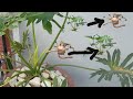 SELLOUM PLANT paano magparami || Propagating Selloum Plant
