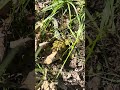 Rattlesnake eats huge frog #nature #wildlife