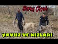 YAVUZ BABA ve KIZLARI ( WOLF HUNTERS ) #lgd #kangal #shepherddog
