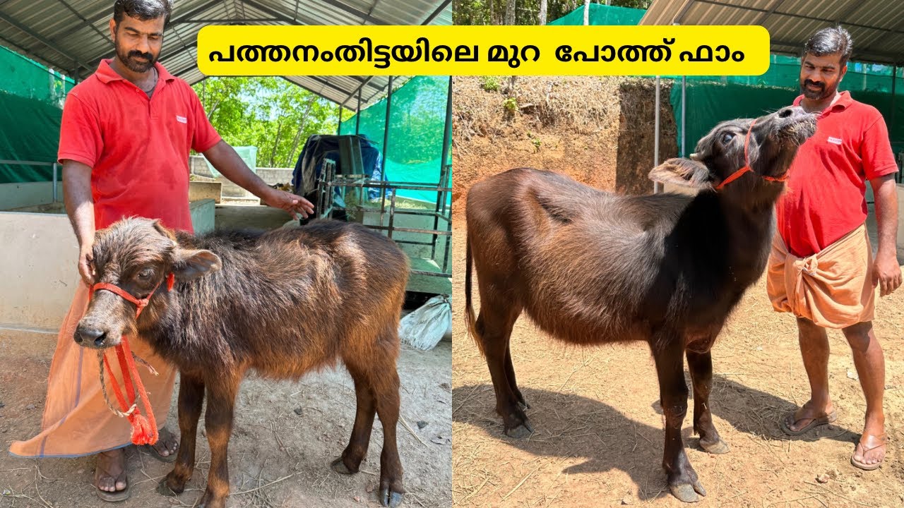 പത്തനംതിട്ടയിലെ ഒറിജിനൽ മുറ ഫാം,9000 മുതൽ ഹരിയാന മുറ പോത്തുകൾ NMJ murrah farm pathanamthitta