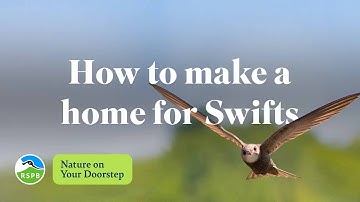 How to make a home for swifts | RSPB Nature on Your Doorstep