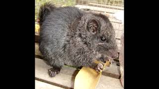 Laonastes Aenigmamus - Лаоський Скельний Щур - Laotian Rock Rat