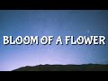 Lil Boom - Bloom of a Flower (Lyrics)