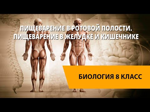 Пищеварение в ротовой полости. Пищеварение в желудке и кишечнике