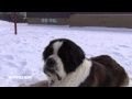 Un Saint-Bernard à l'autre bout de la laisse