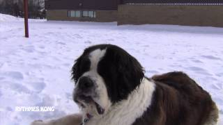 Un Saint-Bernard à l&#39;autre bout de la laisse