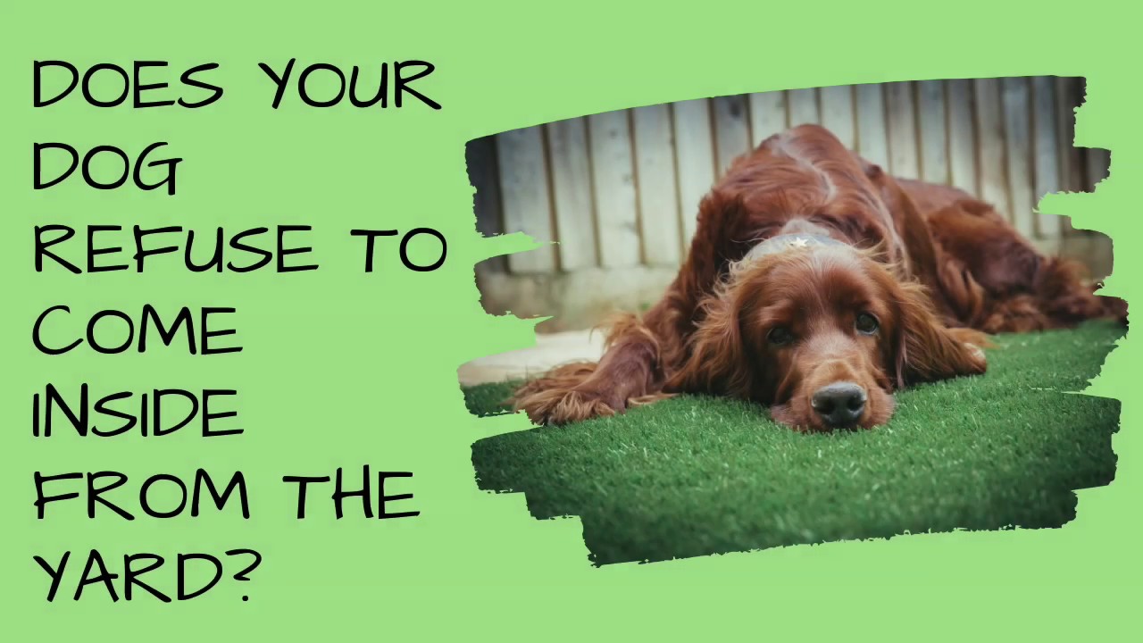 Have Dog Come Inside From Yard training force