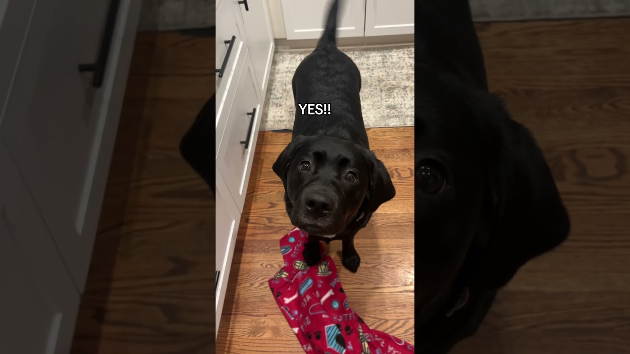 Watch my dogs reaction to the word popcorn! 