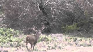 West Texas Cull November 2012