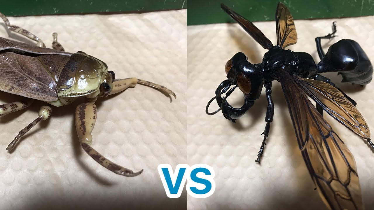 タガメvsメガララガルーダ Giant Water Bug vs. Megalara garuda - YouTube