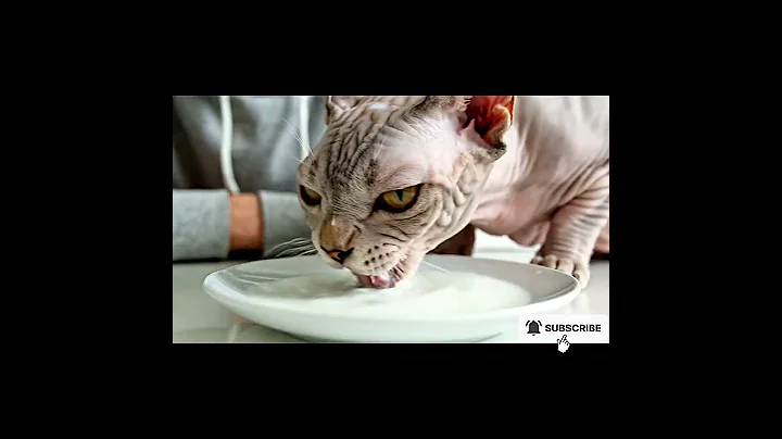 Video 11450951: sphynx cat enjoying, adorable sphynx cat, sphynxcat, hairless cats love, cat drinking milk