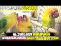 SELAMAT PAGI ! LOVEBIRD PUSOKO | WELCOME BACK MAMAH BARU | KONSLET NGEKEK PANJANG BUKAN LIPSING