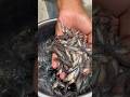 লম্ভা জাতের পাঙ্গাস মাছের পোনা🐟🐠