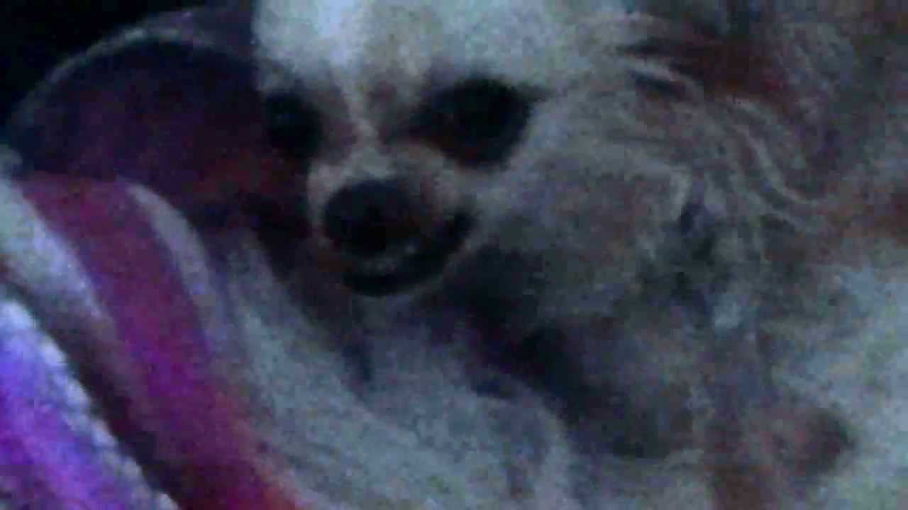Chihuahua Zeigt Zähne - YouTube