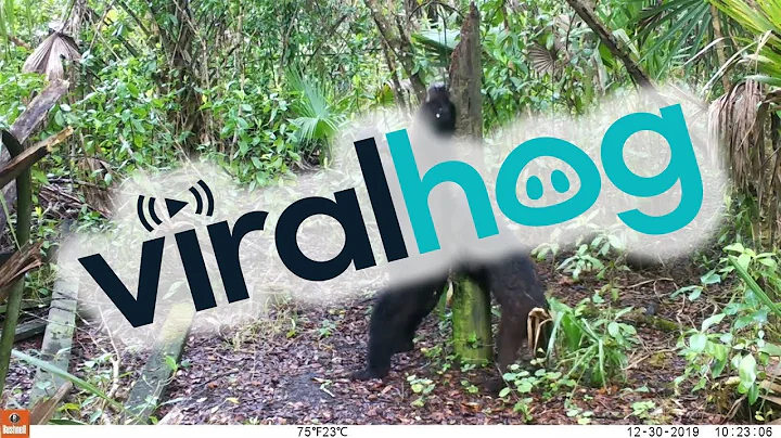 Black Bear Teaches Her Cub to Leave Scent || ViralHog