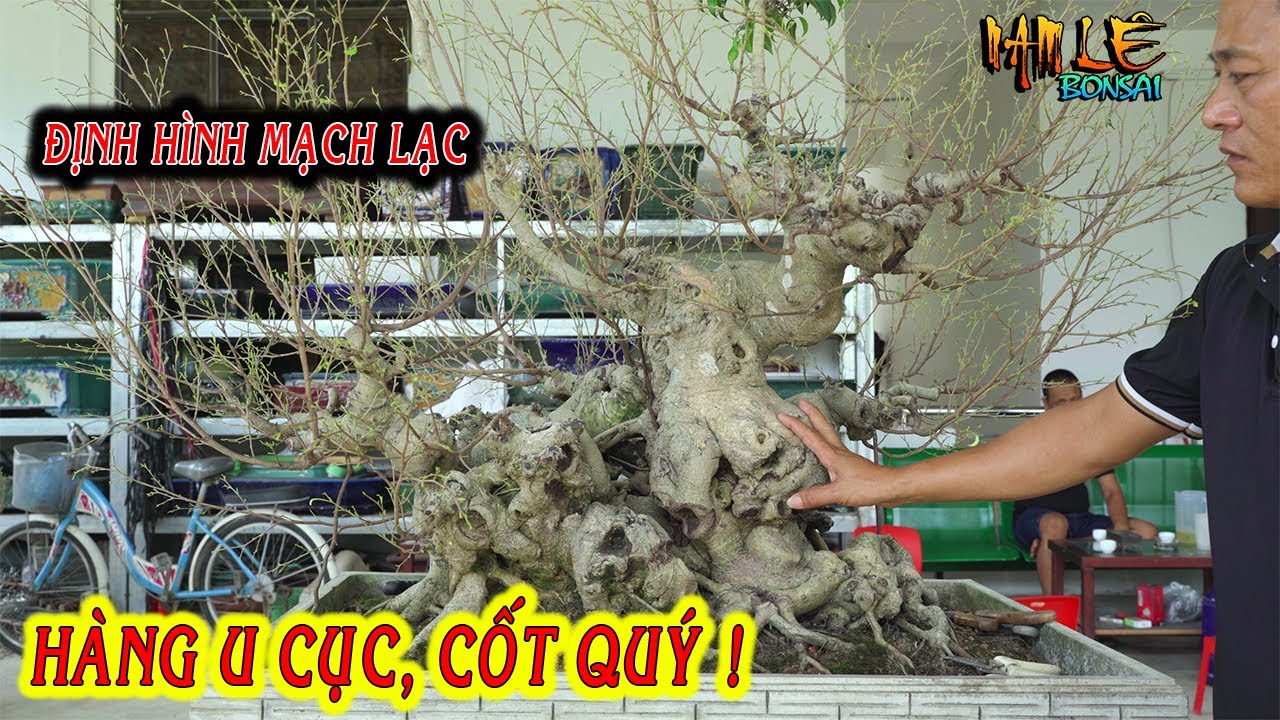 Nam Lê định hình cốt phôi nhiều năm biến hoá rất già giúp em Mạnh mobi Vĩnh Phúc | NamLe Bonsai