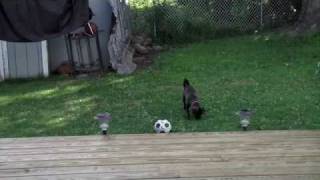 Moose Plays Soccer