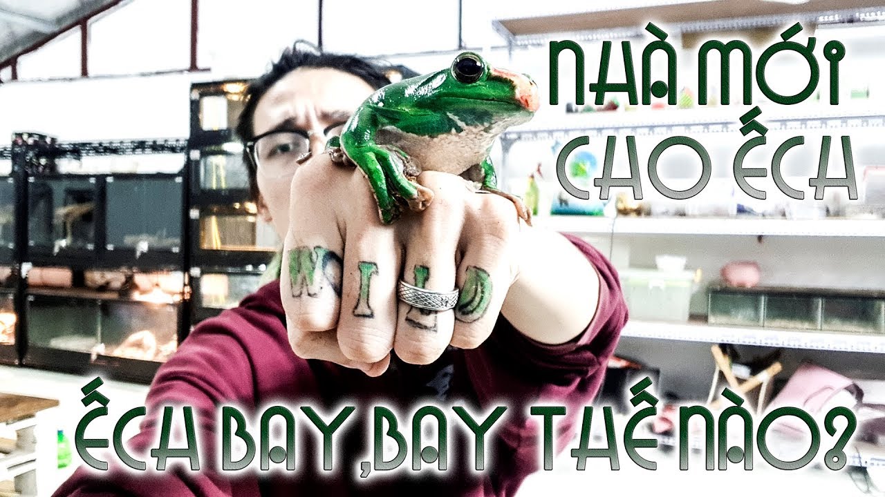 thú cưng đại chiến Nhà mới cho ẾCH biết bay - ẾCH CÂY bay như thế nào? | WILDVN TV