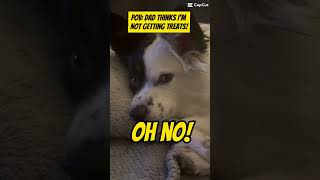 #dog #aussie #funny #comedy #shorts