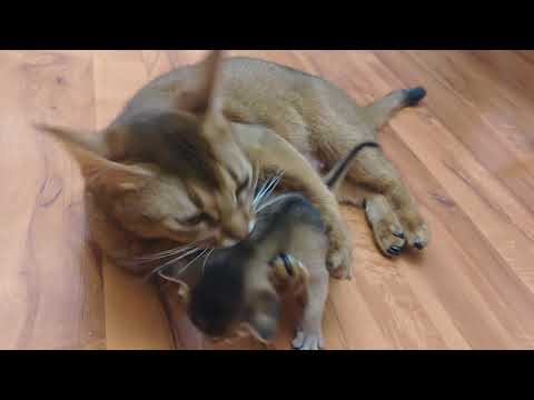 Абиссинская кошка ест котёнка. Abyssinian cat eating kitten