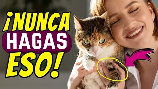 Cuando tu gato envejece, nunca hagas ESTO