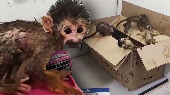 Five Baby Monkeys Found In Backpack