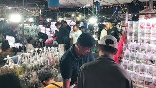 THE CHEAPEST ORNAMENTAL FISH STALL IN JATINEGARA