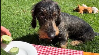 Dachshund hides cucumber